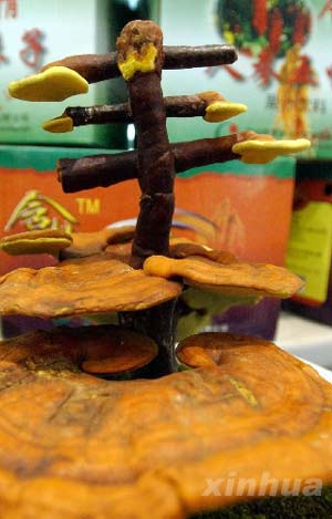 巧手培育灵芝盆景