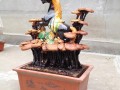 制作灵芝盆景 一年收益10万元