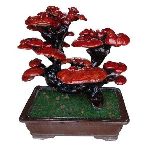 郑玉权在塑料大棚内展示自己培育的灵芝盆景