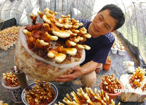 图扬州农民大棚培育活体灵芝盆景