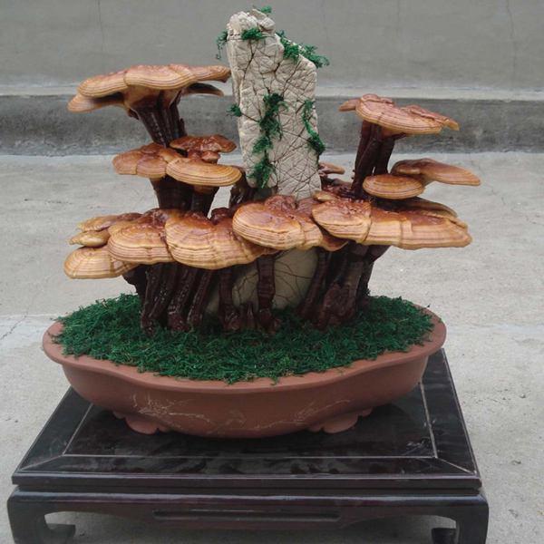 灵芝盆景走进百姓家