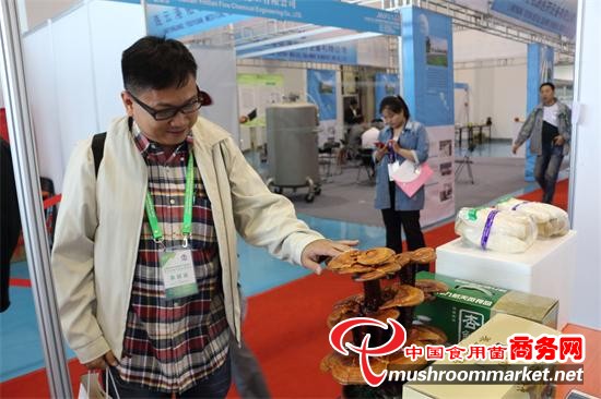 江苏华苏亚灵芝盆景集聚超高人气