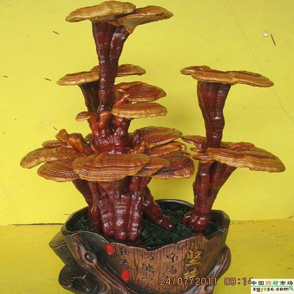 浙江:灵芝“飞粉”季节 灵芝盆景受欢迎