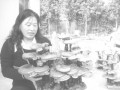 灵芝做盆景,飞入寻常百姓家