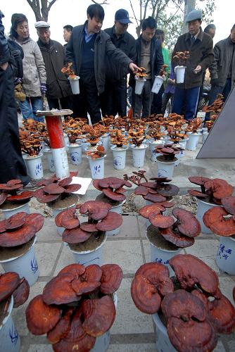 灵芝盆景走俏市场