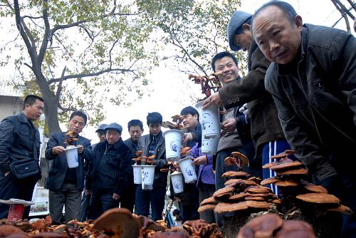 灵芝盆景走俏市场