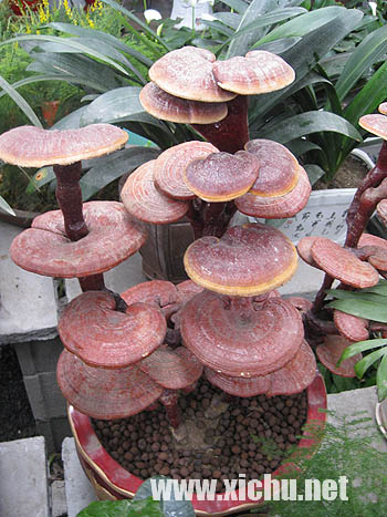 灵芝盆景的售价一般在100元到400元不等,小的便宜一些