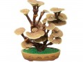平山灵芝做盆景最贵能卖一千元