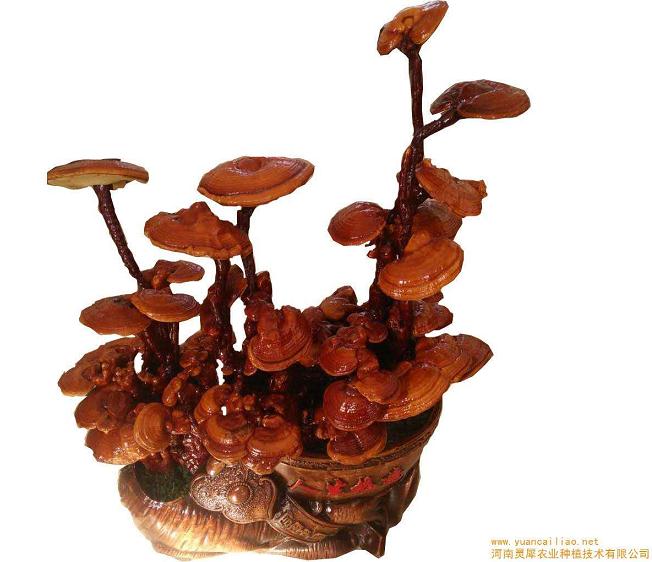 如何制作灵芝盆景?