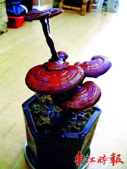 灵芝盆景古朴清新