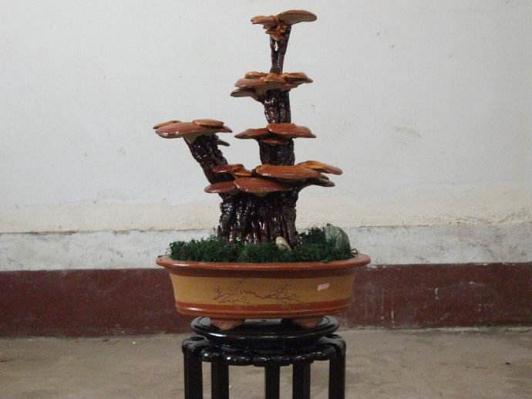 灵芝盆景销荷兰可卖40欧元