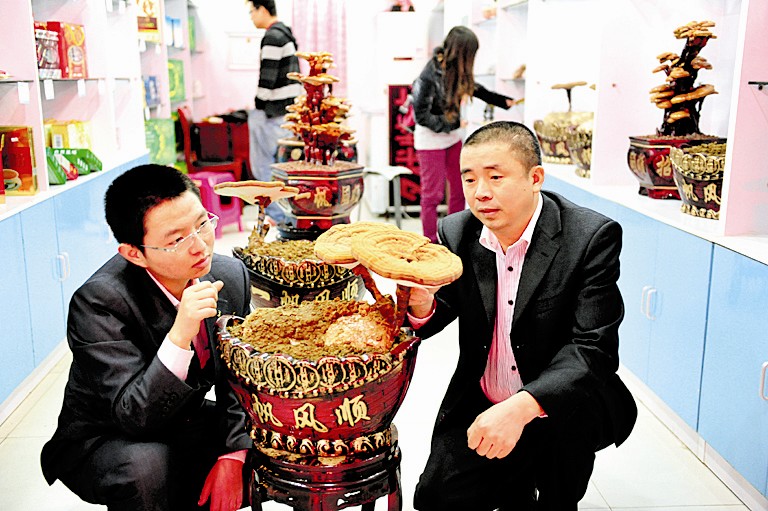 图文：灵芝盆景卖得俏