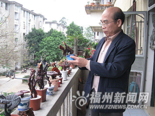 退休教师迷上制作灵芝盆景　&ldquo;仙草&rdquo;成案头摆设(图)