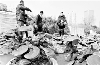 灵芝盆景艺术首次出现在合肥街头  价格不贵