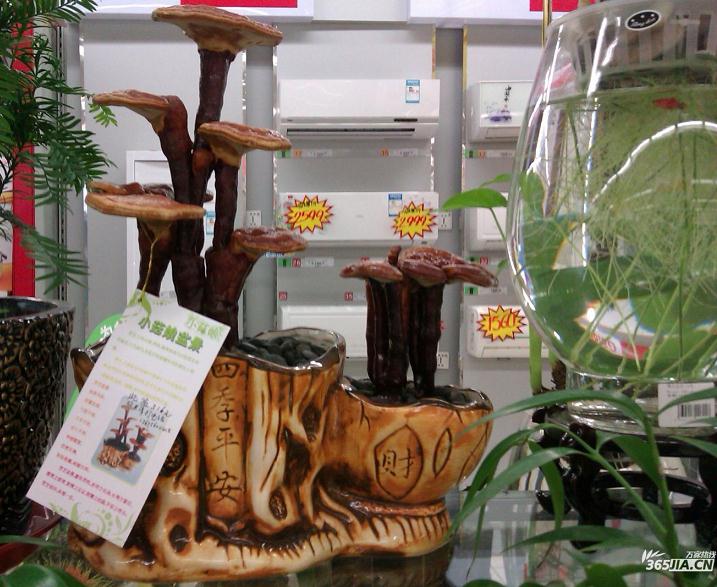 三里庵家乐福灵芝种花盆卖 “小菇娘”盆景叫好不叫座