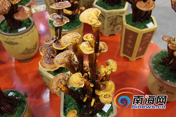 盘点2013年海南冬交会上最博眼球的产品 灵芝做盆景