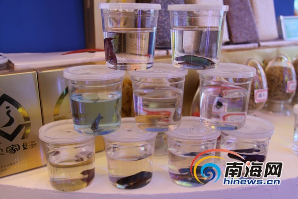 盘点2013年海南冬交会上最博眼球的产品 灵芝做盆景