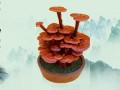 冠县灵芝盆景受青睐