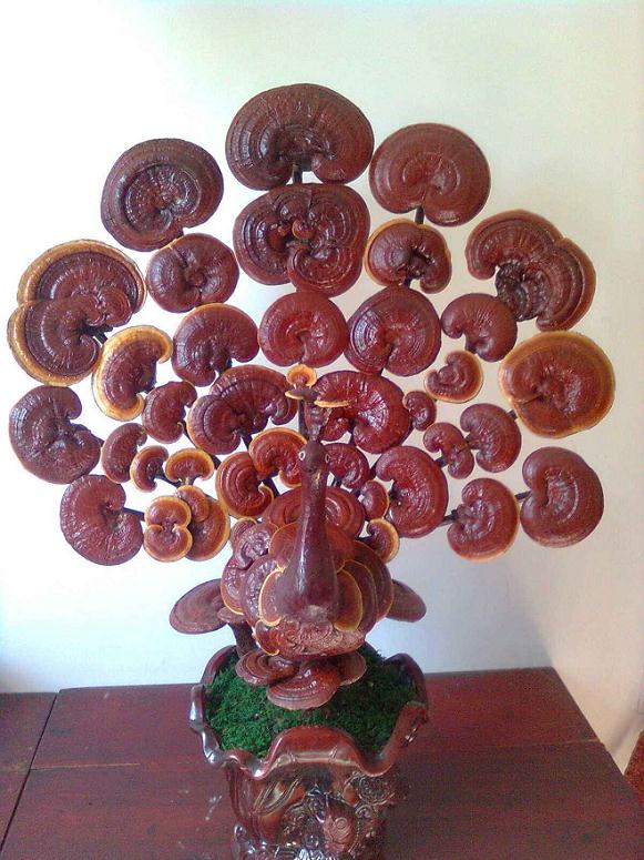 象山一老伯用灵芝做盆景