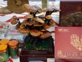宜宾灵芝盆景抢眼第十五届西博会