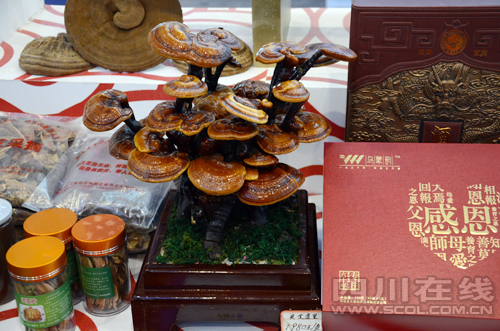 宜宾灵芝盆景抢眼第十五届西博会