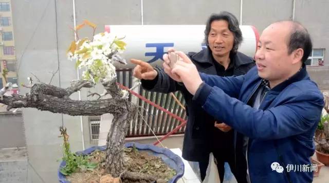 史治科:一树盆景数花开 万千春色满庭芳