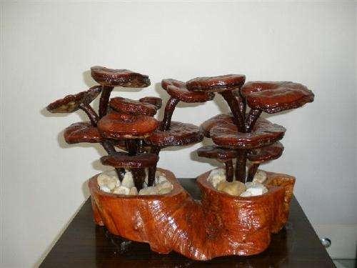 武清区种植灵芝盆景价值高