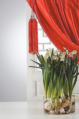 水仙盆景做年花的步骤