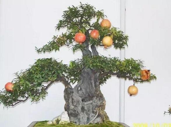 “水果盆景”闹秋市