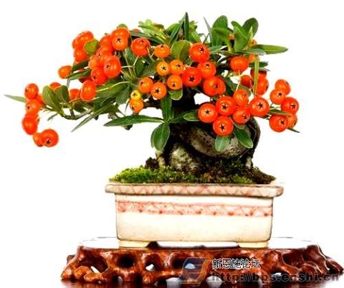 水果盆景 致富宝贝