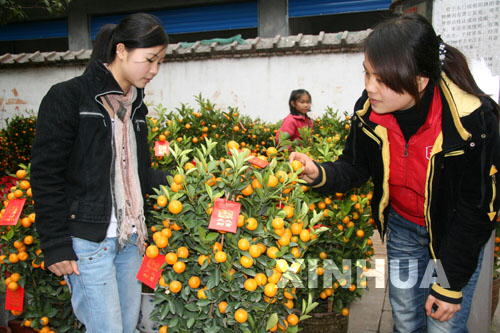 仫佬山乡盆景水果旺销