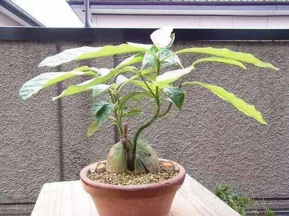 水果种成盆栽,简直美翻了~来看牛油果怎么种!