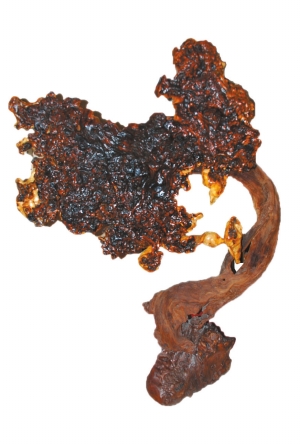 新益洲2015首届根艺奇石盆景多肉植物展即将开展