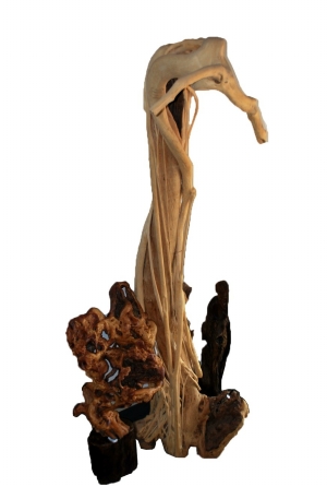 新益洲2015首届根艺奇石盆景多肉植物展即将开展