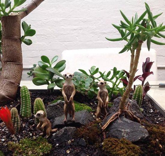 根艺奇石盆景多肉植物展开展 一盆&ldquo;劳尔&rdquo;标价8000元