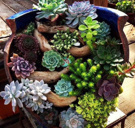&ldquo;多肉控&rdquo;可免费参观2015首届根艺奇石盆景多肉植物展