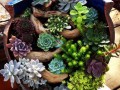 多肉控可免费参观2015首届根艺奇石盆景多肉植物展