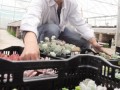 江苏谷阳镇多肉盆景走俏市场