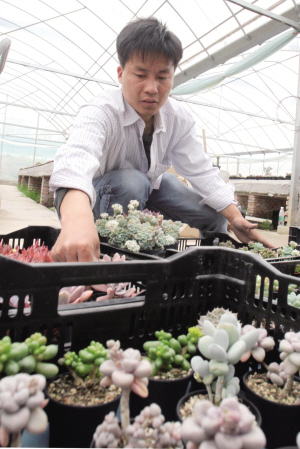 江苏：谷阳镇&ldquo;多肉&rdquo;盆景走俏市场