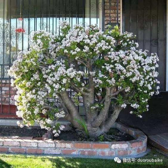 一盆&ldquo;多肉&rdquo;盆景 导致车辆失控