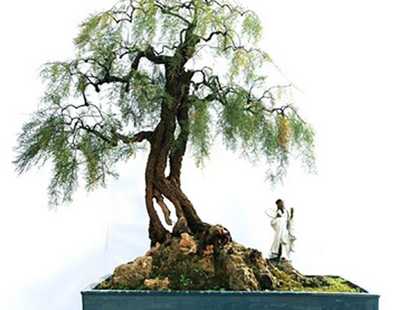 柽柳树干附石盆景怎么收藏制作的方法