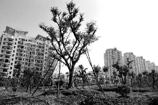 义乌江南岸有个盆景茶花艺术园