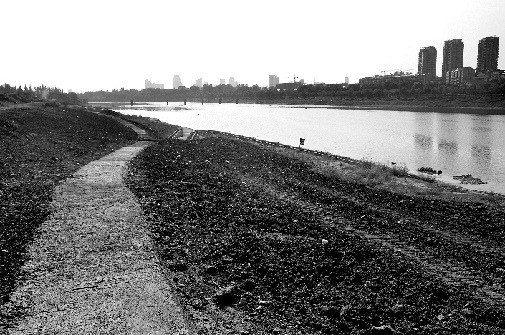 义乌江南岸有个盆景茶花艺术园