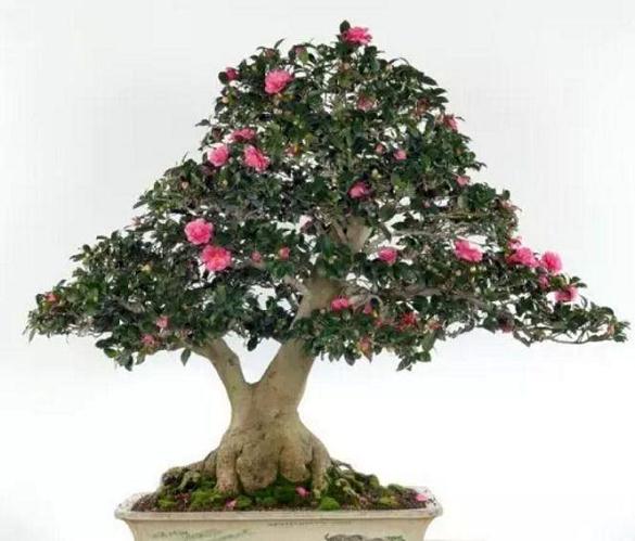 盆景茶花艺术园内“冒出”个仓库