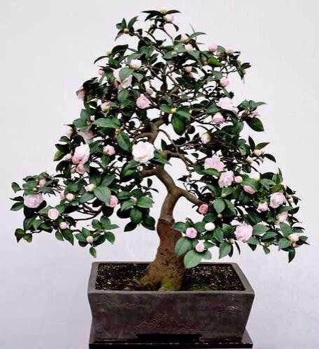 主入口广场 玫瑰园 盆景园 世园会3大工程开工