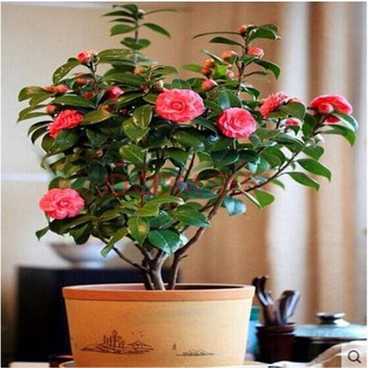 中国(平阴)玫瑰节,将有数千盆盆景玫瑰如期上市