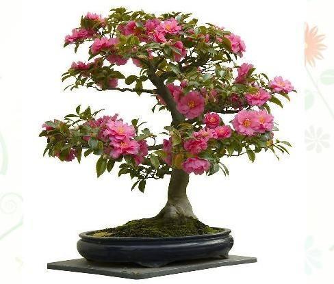 中国(平阴)玫瑰节,将有数千盆盆景玫瑰如期上市