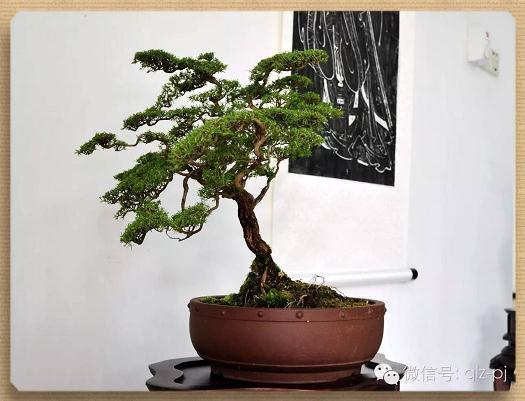 我想对盆景持有梦想，一般可以分成两大类