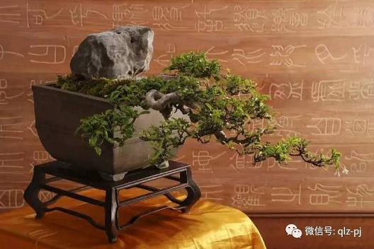 我想对盆景持有梦想 一般可以分成两大类