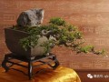 我想对盆景持有梦想 一般可以分成两大类